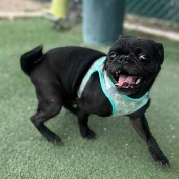Pug Dogs Available for Adoption in Fruit Heights, Utah - Pickles | PetCurious
