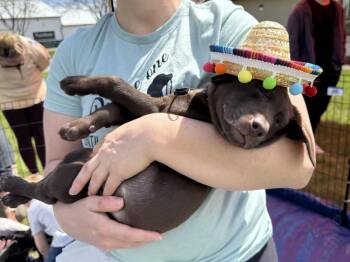 Mixed Breed Dogs Available for Adoption in Rockland, Wisconsin - Chocoflan | PetCurious