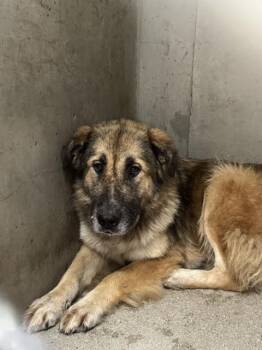 NICO -  German Shepherd Dog Dog for Adoption in San Bernardino, California - NICO | PetCurious