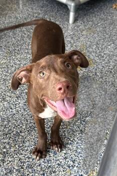 Rescue Pit Bull Terrier Dogs for Adoption in Beaumont, Texas - Kobe | PetCurious
