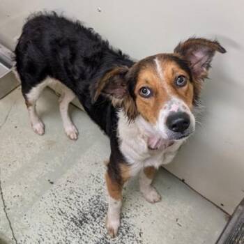 Cookie -  Border Collie and Hound Dog for Adoption in Buffalo, Minnesota - Cookie | PetCurious