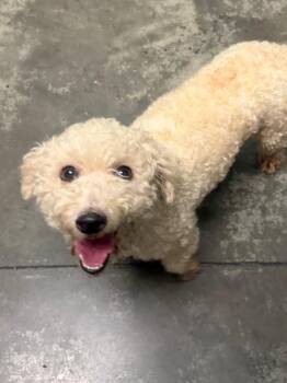 Delaney -  Poodle Dog for Adoption in Henderson, North Carolina - Delaney | PetCurious