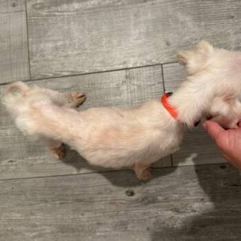 George -  Maltese Dog for Adoption in Jacksonville, Florida - George | PetCurious
