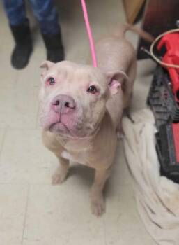 Pit Bull Terrier and Mixed Breed Dogs Available for Adoption - Honey Beatrice | PetCurious