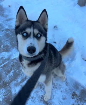 Siberian Husky and Mixed Breed Dogs Available for Adoption - Iced Tea | PetCurious