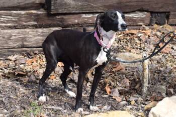 Whippet Dogs Available for Adoption - Roxy | PetCurious