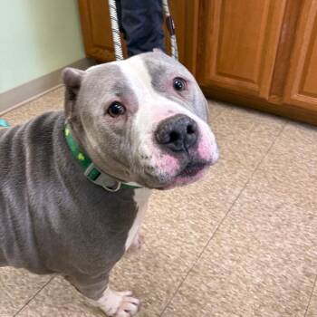 Pit Bull Terrier Dogs Available for Adoption - Merle | PetCurious