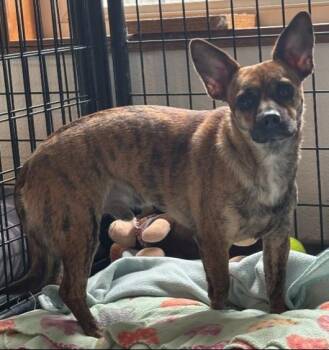 Chihuahua and Dachshund Dogs Available for Adoption in Thompson Falls, Montana - Tigger | PetCurious