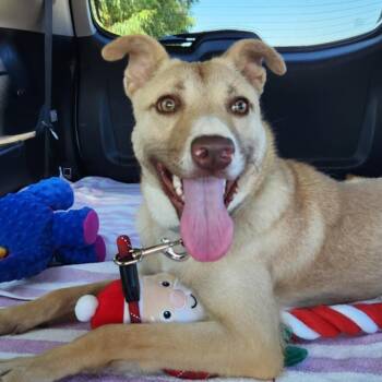 Rescue Mixed Breed Dogs for Adoption in Fort Bragg, California - Pixie | PetCurious