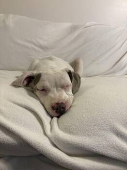 Pearl available 10/30 -  American Bulldog Dog for Adoption in Elmsford, New York - Pearl Available 10/30 | PetCurious