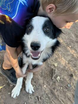 Rescue Border Collie Dogs for Adoption in Glenrock, Wyoming - Zack | PetCurious