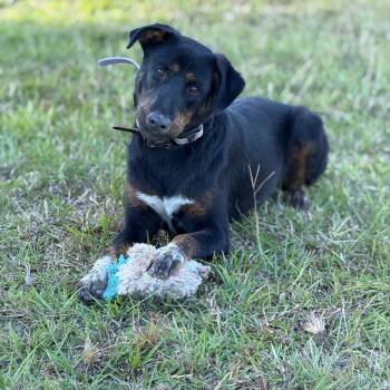 Rescue Black Labrador Retriever and Rottweiler Dogs for Adoption in Beaumont, Texas - Sammie | PetCurious