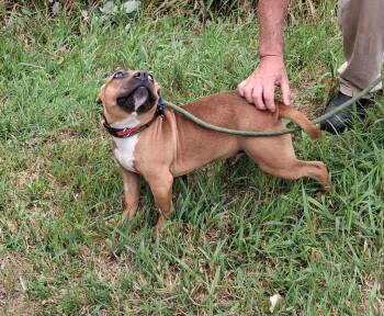 Georgie -  French Bulldog and American Bully Dog for Adoption in Long Beach, Washington - Georgie | PetCurious