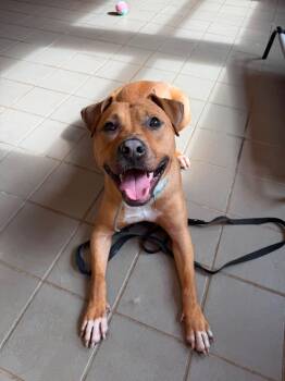 Bodhi (Foster or Adopter needed!) -  Pit Bull Terrier Dog for Adoption in Westwood, New Jersey - Bodhi (Foster Or Adopter Needed!) | PetCurious
