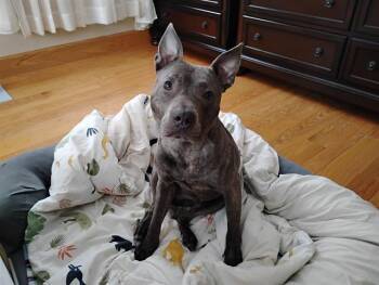 Staffordshire Bull Terrier Dogs Available for Adoption - RHINO | PetCurious