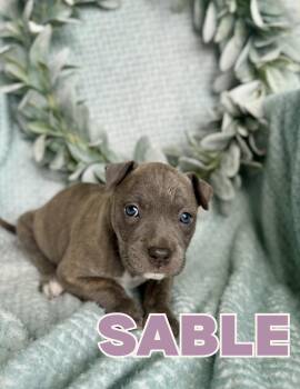 American Bully Dogs Available for Adoption in Shalimar, Florida - Sable | PetCurious