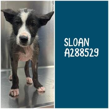 SLOAN -  Mixed Breed Dog Available for Adoption in Macon, Georgia - SLOAN | PetCurious