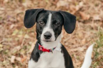 Rescue Mixed Breed and Terrier Dogs for Adoption in Christiansburg, Virginia - Maverick | PetCurious