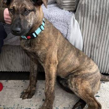 Mixed Breed and Mastiff Dogs Available for Adoption - Oscar | PetCurious