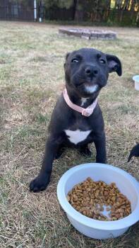 Rescue Pit Bull Terrier Dogs for Adoption in Detroit, Michigan - Esther | PetCurious