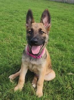 Belgian Shepherd Malinois Dogs Available for Adoption in Lockhart, Texas - Memphis | PetCurious