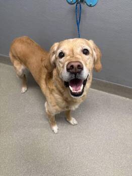 Labrador Retriever and Mixed Breed Dogs Available for Adoption in Las Vegas, Nevada - HERO | PetCurious