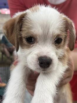 Zack -  Poodle and Chihuahua Dog for Adoption in New Braunfels, Texas - Zack | PetCurious