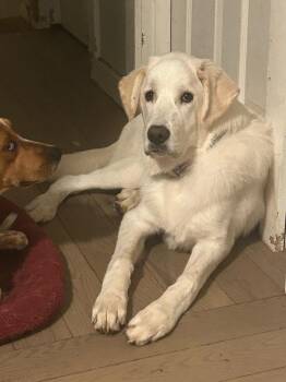 Magical Mochi -  Great Pyrenees and Labrador Retriever Dog for Adoption in Randolph, Massachusetts - Magical Mochi | PetCurious
