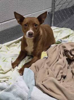 Mixed Breed Dogs Available for Adoption - Lainey | PetCurious