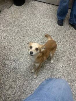 Bella -  Mixed Breed Dog for Adoption in Westland, Michigan - Bella | PetCurious