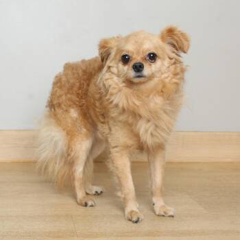 Chihuahua and Pomeranian Dogs Available for Adoption in Minnetonka, Minnesota - Tucker D69531 | PetCurious