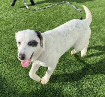 Labrador Retriever Dogs Available for Adoption in Downers Grove, Illinois - Romy | PetCurious