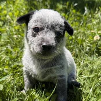 Mei (Kung Fu Panda) -  Poodle and Mixed Breed Dog for Adoption in Redmond, Washington - Mei (Kung Fu Panda) | PetCurious