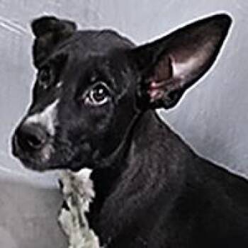 Mimosa - WAITING FOR HER FOREVER HOME -  Cattle Dog Dog for Adoption in Thousand Oaks, California - Mimosa - WAITING FOR HER FOREVER HOME | PetCurious