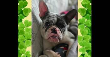 French Bulldog and Boston Terrier Dogs Available for Adoption in Naperville, Illinois - Trixie | PetCurious