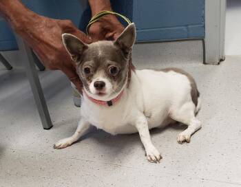 Petunia -  Chihuahua Dog for Adoption in Allen, Texas - Petunia | PetCurious