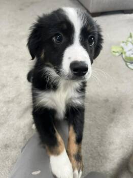John #5224 -  Border Collie Dog Available for Adoption in Ontario, California - John #5224 | PetCurious