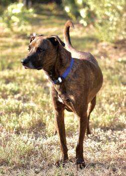 Gucci -  Plott Hound Dog for Adoption in Pflugerville, Texas - Gucci | PetCurious