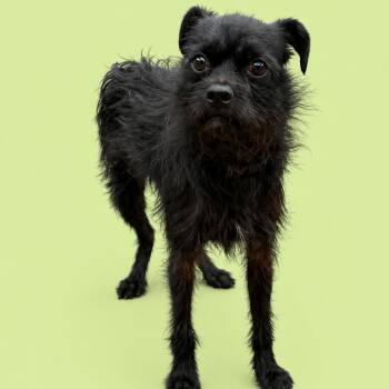 Bartholomew -  Terrier and Mixed Breed Dog for Adoption in Concord, North Carolina - Bartholomew | PetCurious
