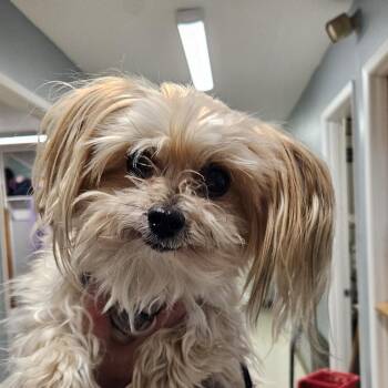 Maltipoo Dogs Available for Adoption - Furby | PetCurious