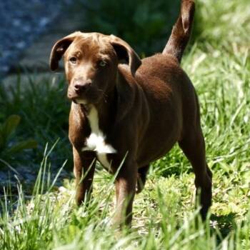 Labrador Retriever and Hound Dogs Available for Adoption in Frederick, Maryland - Ranch -Available! Www.lhar.dog To Apply! | PetCurious