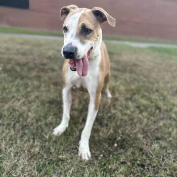 Ike -  Labrador Retriever Dog for Adoption in Angleton, Texas - Ike | PetCurious