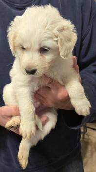 Labrador Retriever and Great Pyrenees Dogs Available for Adoption in Thompson Falls, Montana - Shaggy | PetCurious