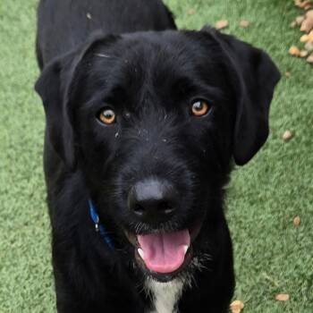 Franklin -  Black Labrador Retriever Dog for Adoption in Chattanooga, Tennessee - Franklin | PetCurious