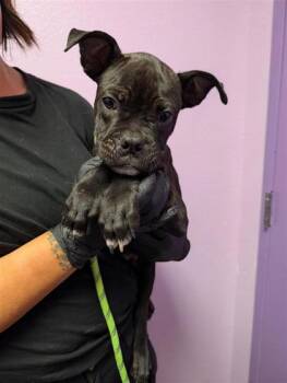 61761294 -  Boxer and Mixed Breed Dog for Adoption in El Paso, Texas - 61761294 | PetCurious