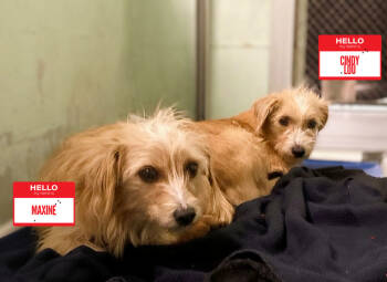 Rescue Mixed Breed Dogs for Adoption in Durham, North Carolina - Maxine (bonded With Cindy Lou) | PetCurious