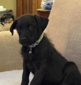 Poppy -  Poodle Dog Available for Adoption in Elmwood Park, Wisconsin - Poppy | PetCurious
