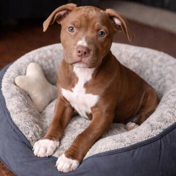 Mixed Breed Dogs Available for Adoption - SUSIE | PetCurious