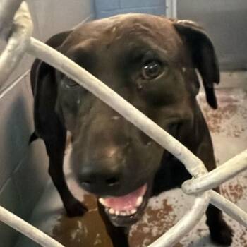 Lawrence -  Mixed Breed Dog for Adoption in Gadsden, Alabama - Lawrence | PetCurious