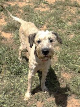 CAMDYN -  Wheaten Terrier and Poodle Dog for Adoption in Sacramento, California - CAMDYN | PetCurious